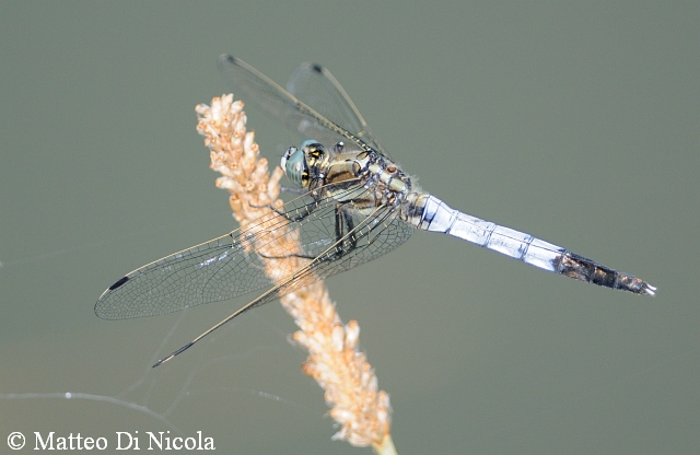 Orthetrum...albystilum ?